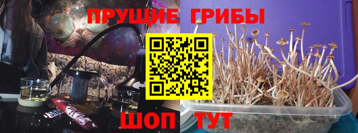 Псилоцибиновые грибы GOLDEN TEACHER  Вход с VPN  Псилоцибиновые грибы GOLDEN TEACHER  Нижнекамск 